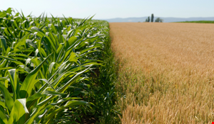 Mersin - RF Yaş Meyve Sebze İhracatçıları Danışman Ziraat Mühendisleri Eğitimi